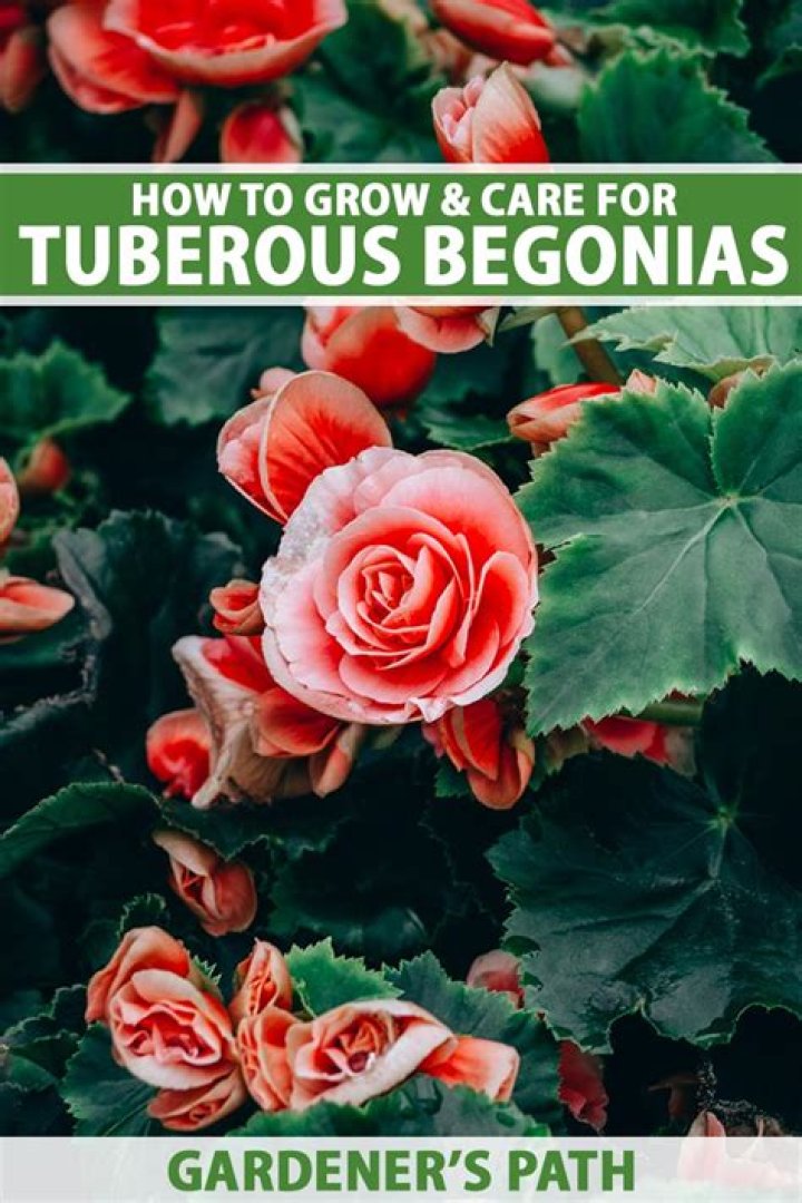 How do I care for my tuberous begonia?