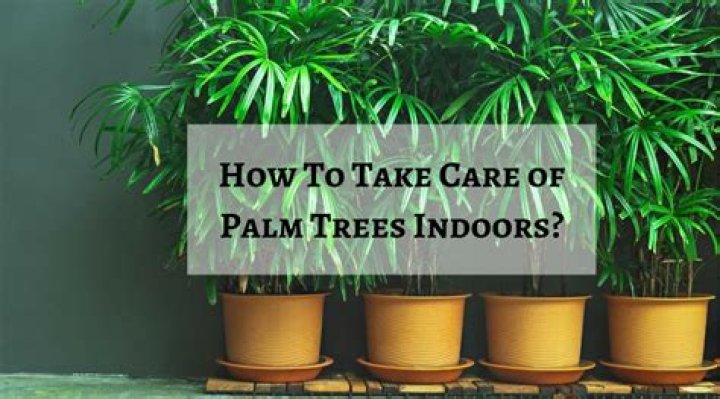 How do I care for my Washingtonia palm?