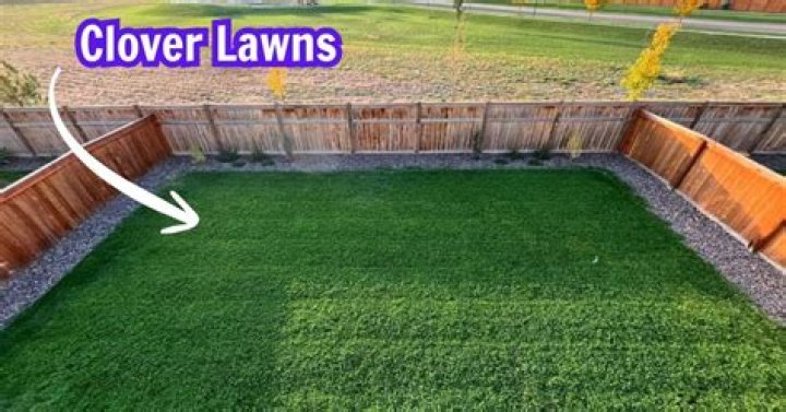 How do I eradicate clover from my lawn?