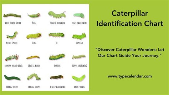 How do I fight caterpillars in my garden?