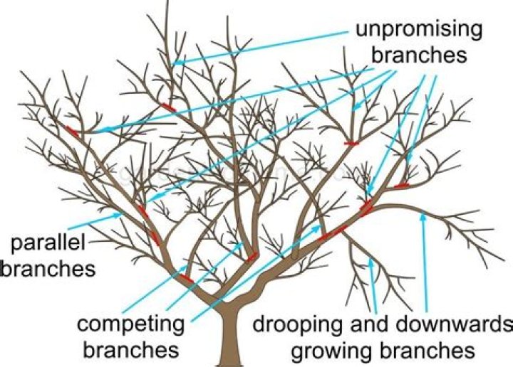 How do I get a TPO for my tree?