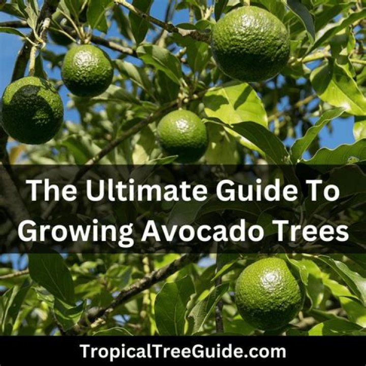 How do I get my avocado tree to fruit?