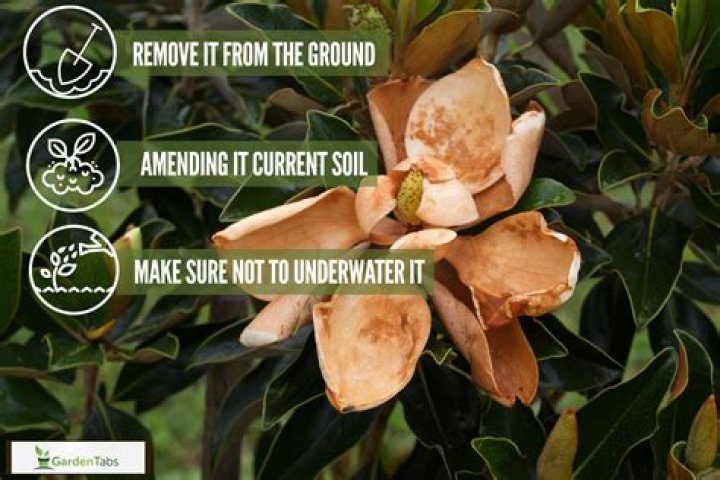 How do I get my gardenia to flower?