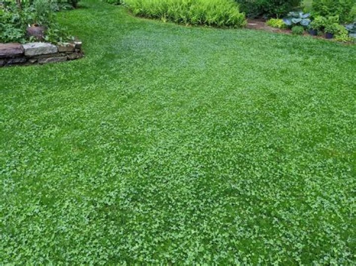 How do I get my lawn back in shape?