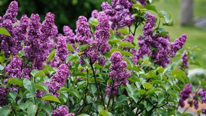 How do I get my lilac bush to bloom?