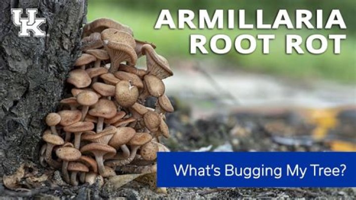 How do I get rid of Armillaria root rot?