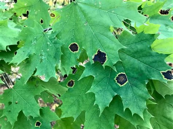 How do I get rid of black spots on my maple tree leaves?