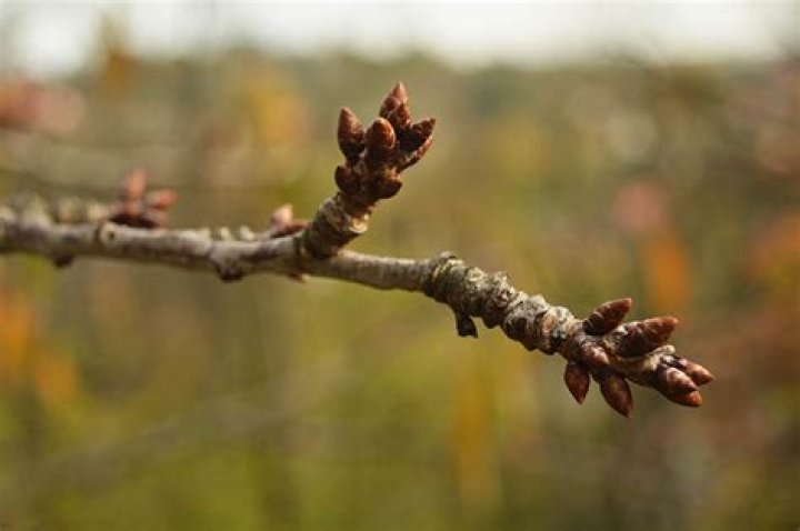 How do I get rid of brown spots on my cherry tree?