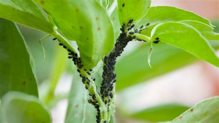 How do I get rid of bugs on my birch tree?
