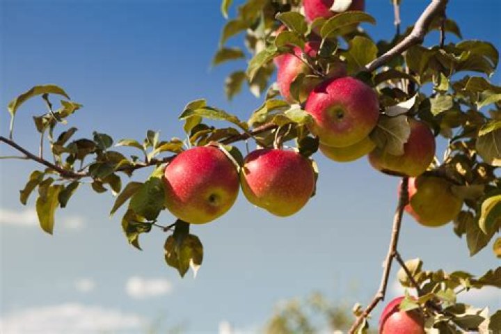 How do I get rid of cedar apple rust on my apple tree?