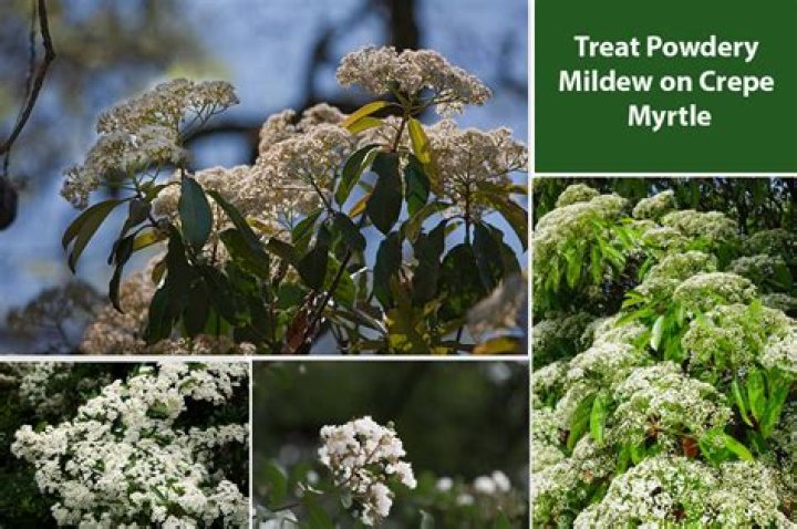 How do I get rid of crepe myrtle powdery mildew?