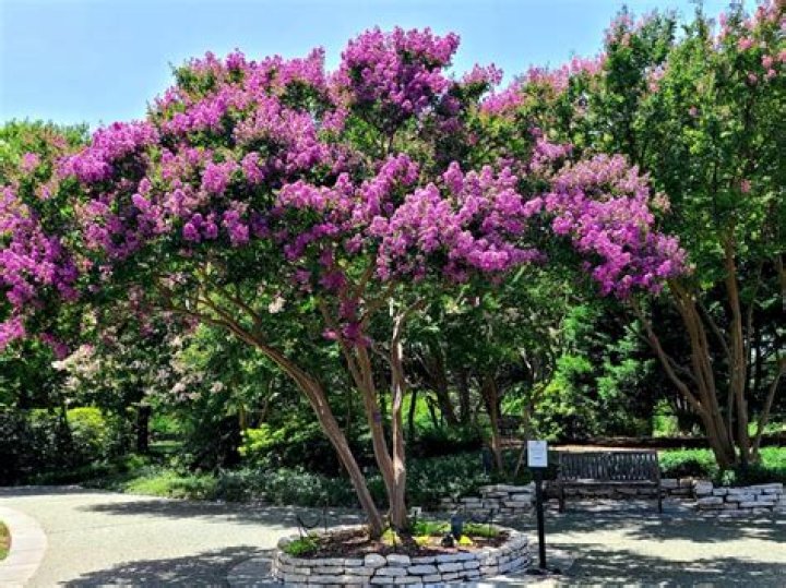 How do I get rid of crepe myrtles blight?
