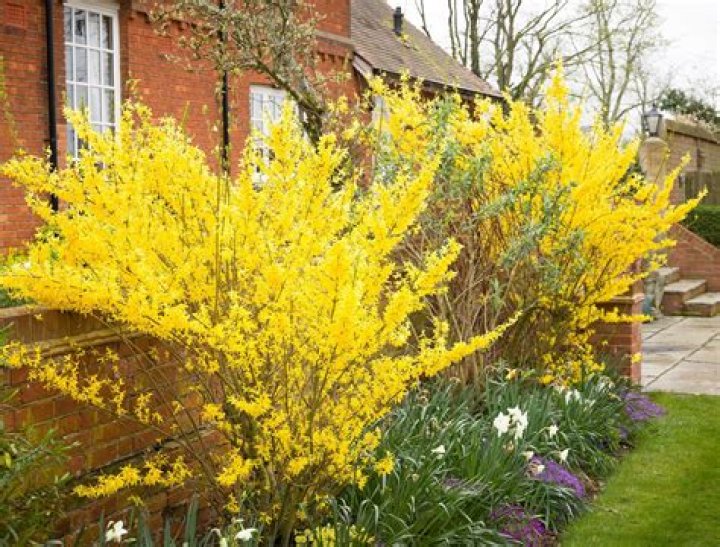 How do I get rid of forsythia gall?