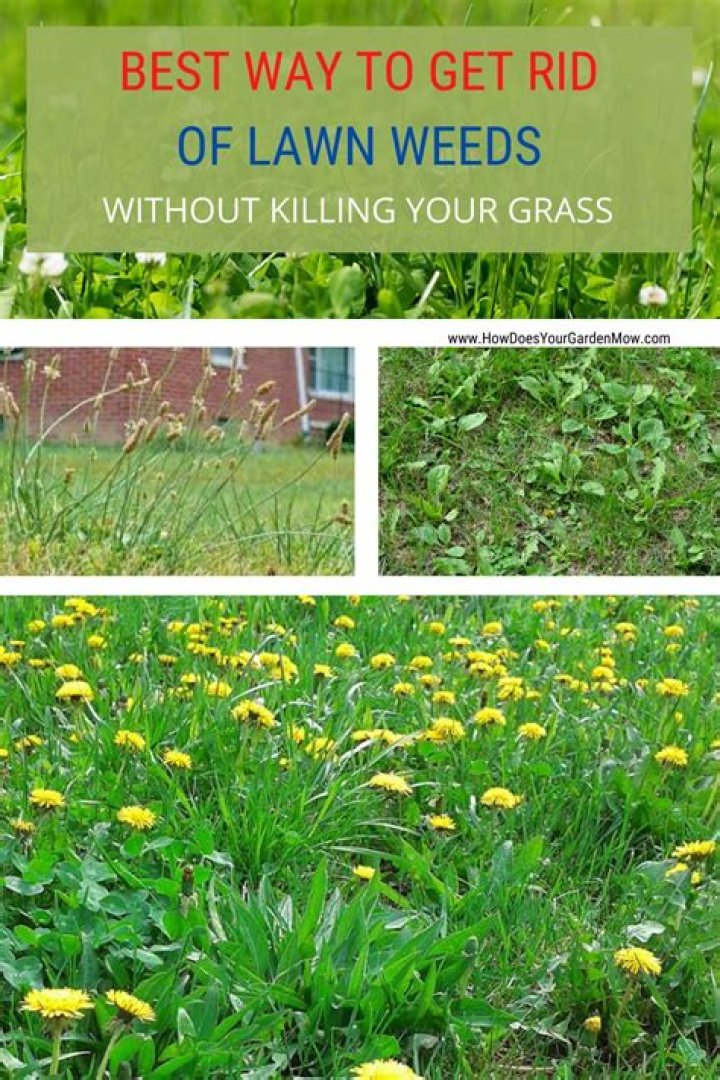 How do I get rid of full weeds in my garden?