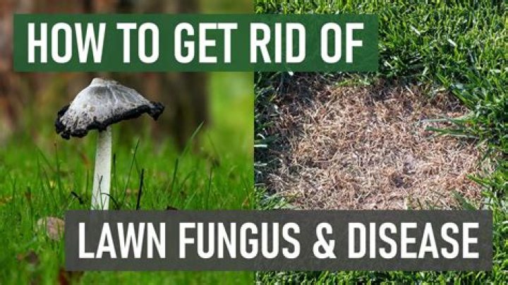 How do I get rid of fungus in my lawn?