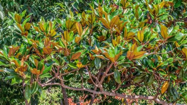 How do I get rid of fungus on my magnolia tree?