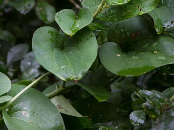 How do I get rid of Greenbrier vine?
