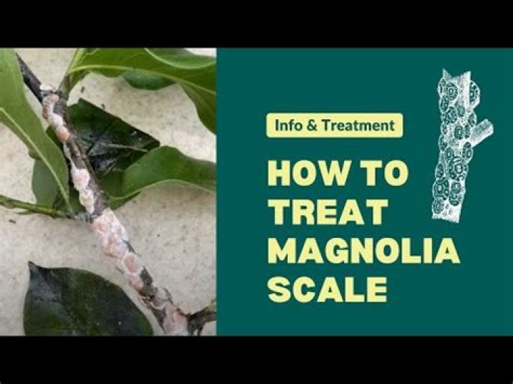 How do I get rid of magnolia scale insects?