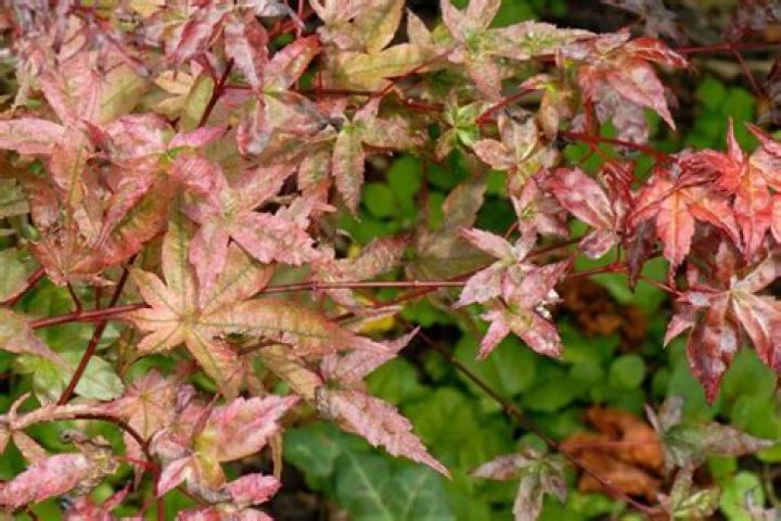 How do I get rid of mold on my Japanese maple?