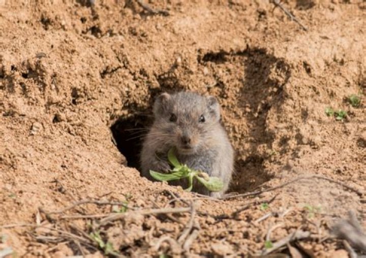 How do I get rid of moles and voles in my yard?
