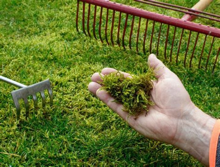 How do I get rid of moss and algae in my lawn?