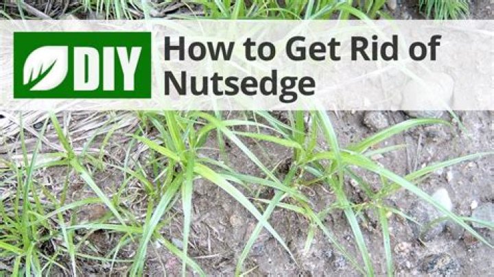 How do I get rid of nut grass in my flower beds?