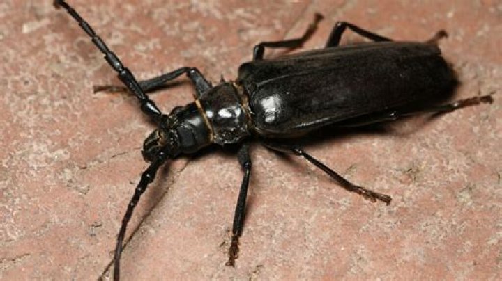 How do I get rid of palo verde beetle larvae?