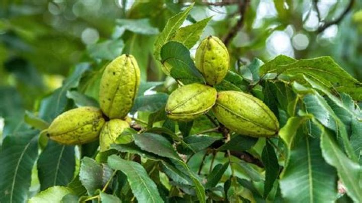 How do I get rid of pecan tree galls?