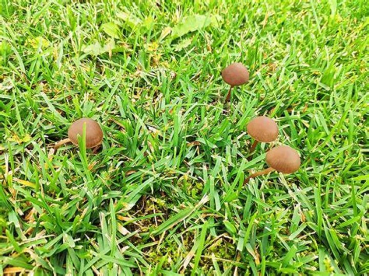 How do I get rid of recurring mushrooms in my lawn?