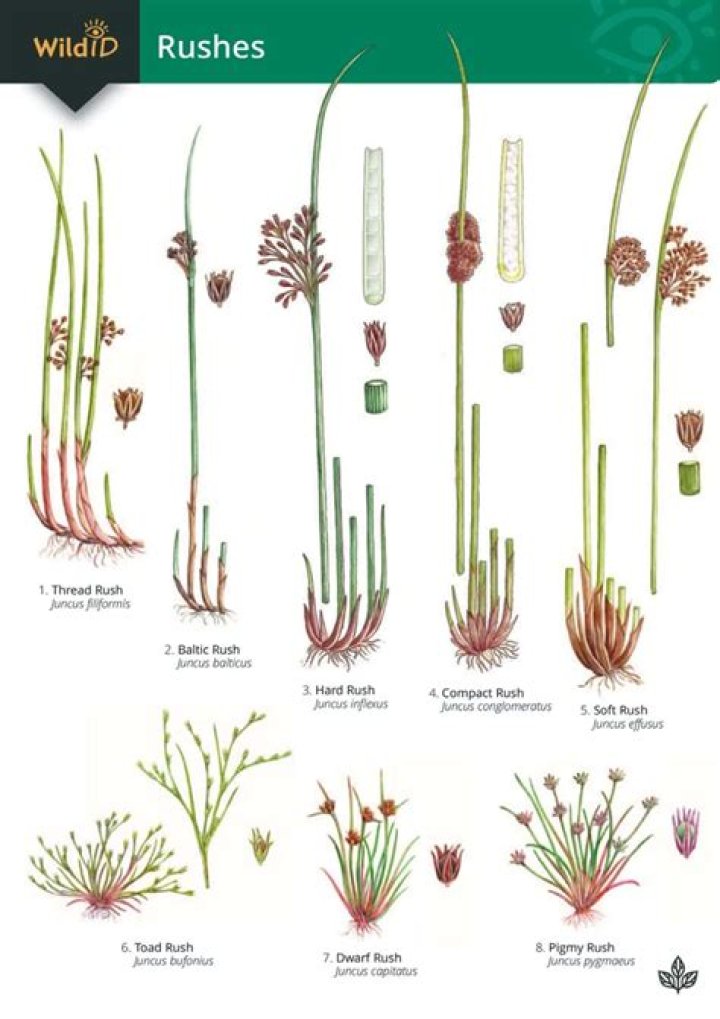 How do I get rid of reeds and rushes?