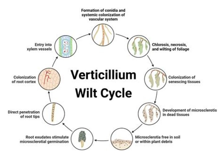 How do I get rid of verticillium wilt?