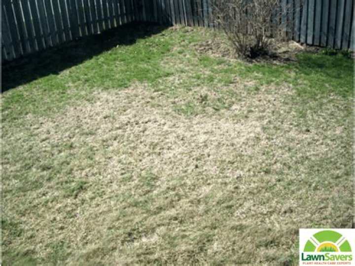 How do I get rid of white grubs in my lawn?