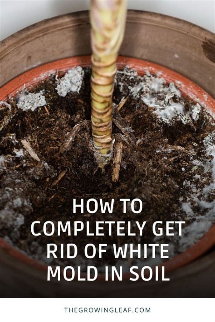 How do I get rid of white mold on my lemon tree?