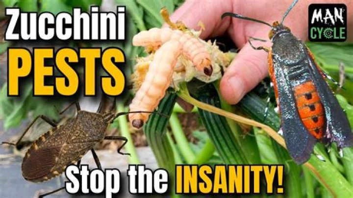 How do I get rid of zucchini beetles?