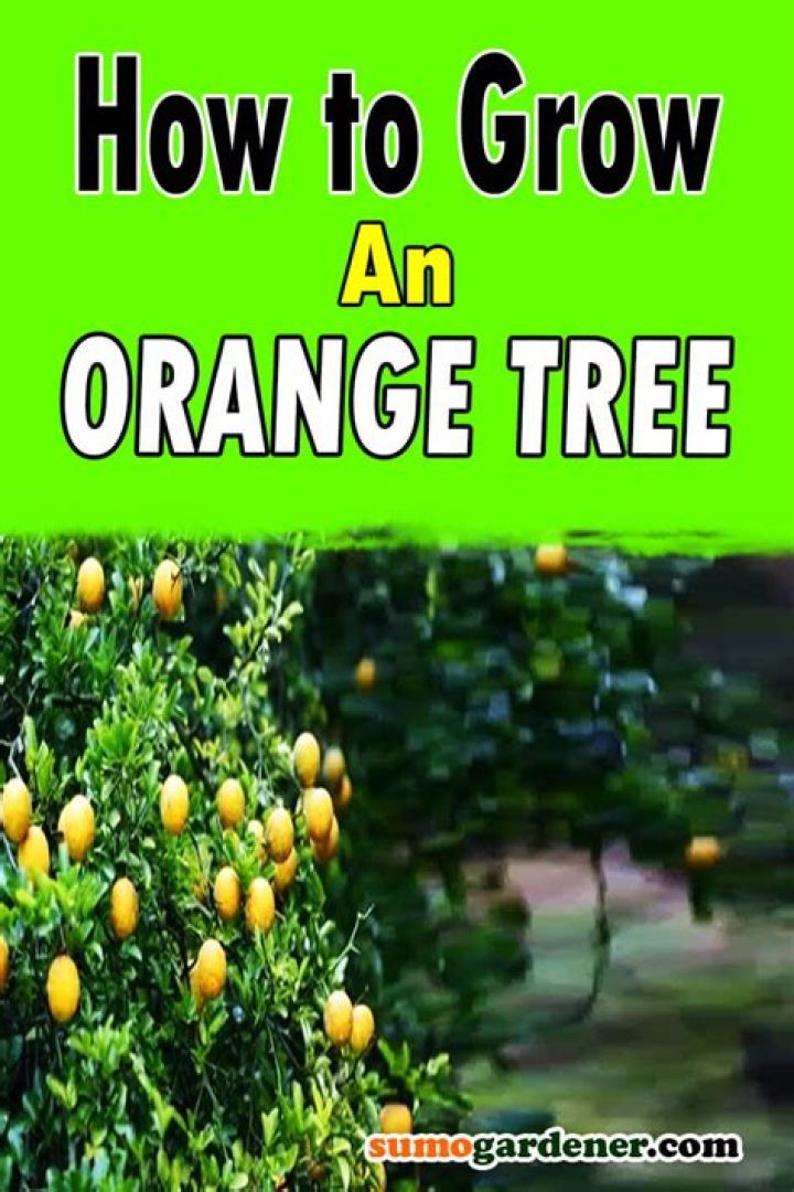 How do I grow an orange tree in my backyard?