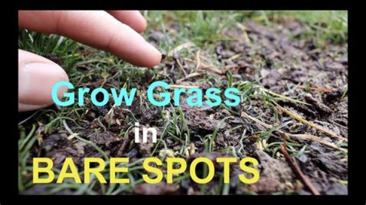 How do I grow grass in my bald spot?