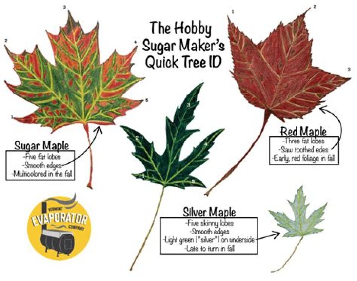 How do I identify a Japanese maple leaf?