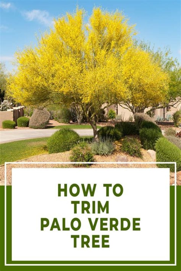 How do I identify a palo verde tree?