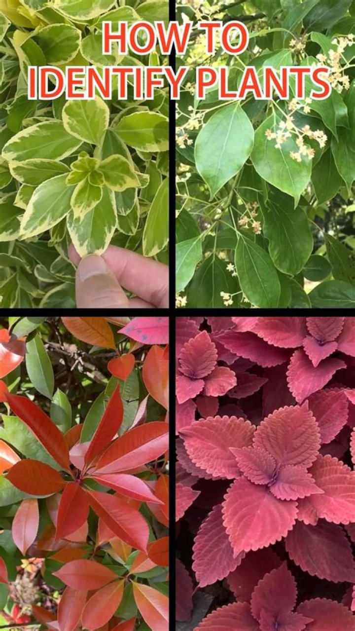 How do I identify a plant from a bush?