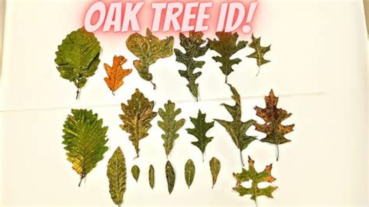 How do I identify a tree tree?