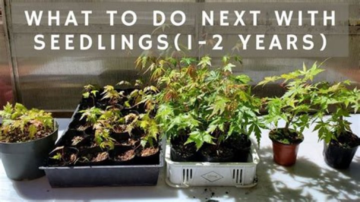 How do I identify maple seedlings?