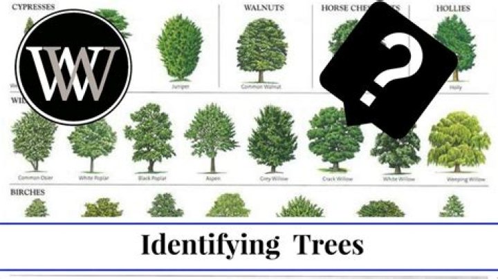 How do I identify my backyard tree?