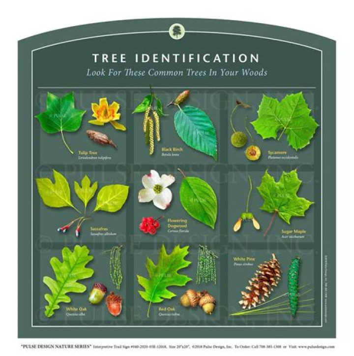 How do I identify my fruit tree?