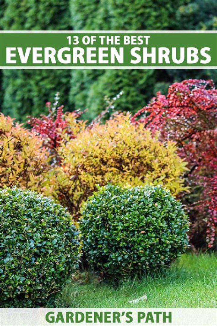How do I identify shrubs and bushes?