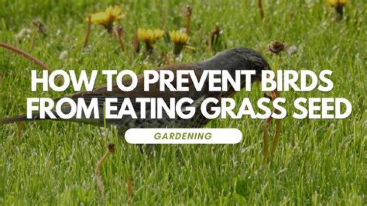 How do I keep birds off my grass seed?