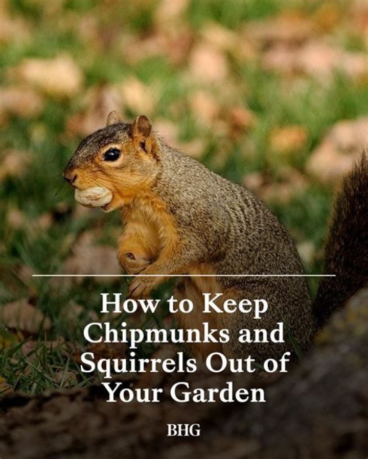How do I keep chipmunks from destroying my garden?