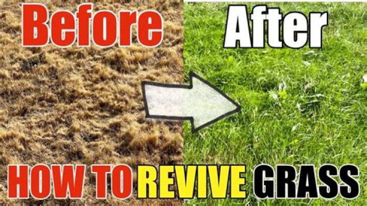 How do I keep my grass from dying in the summer?