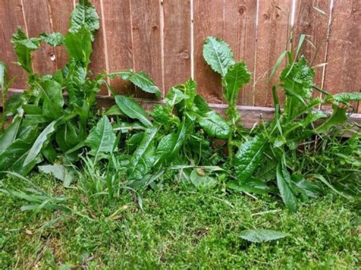 How do I keep neighbors weeds out of my yard?