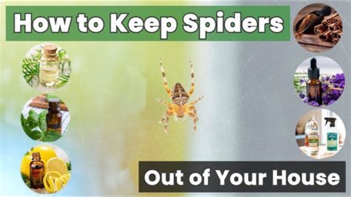 How do I keep spiders out of my room?