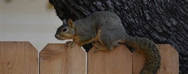 How do I keep squirrels from chewing my fence?